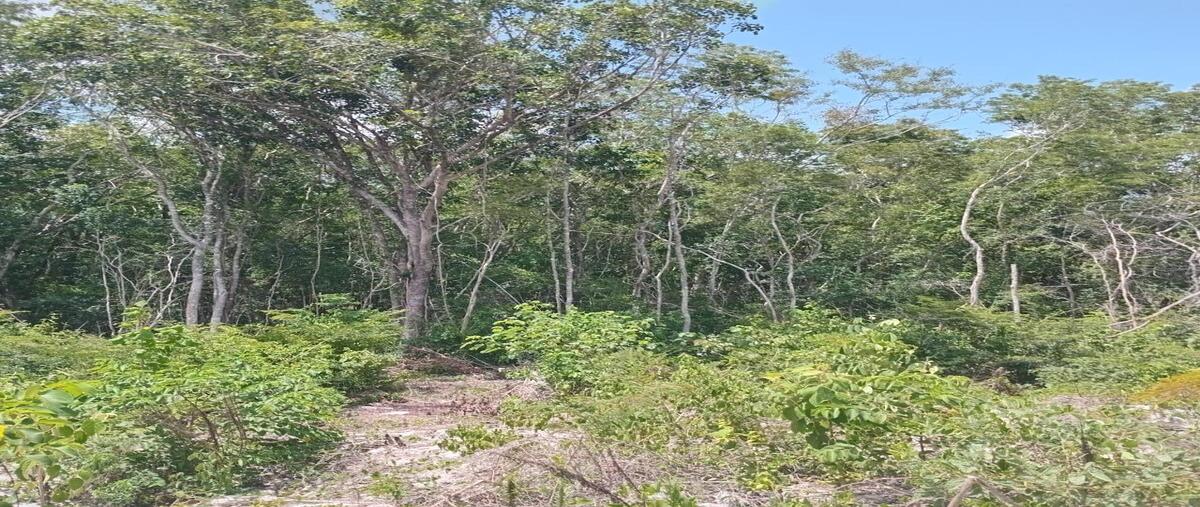 Foto de terreno habitacional en venta en 0 , nohsuytun, valladolid, yucatán, 0 No. 03