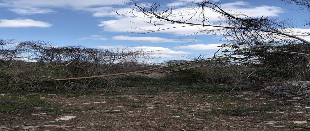 Foto de terreno habitacional en 0 , sahe, tixpéhual, yucatán, 30785786 foto 03 Foto de terreno habitacional en venta en 0 , sahe, tixpéhual, yucatán, 30785786 No. 03