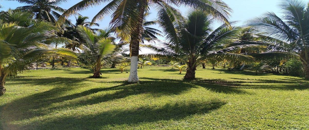 Foto de terreno habitacional en venta en 0 , san crisanto, sinanché, yucatán, 0 No. 04
