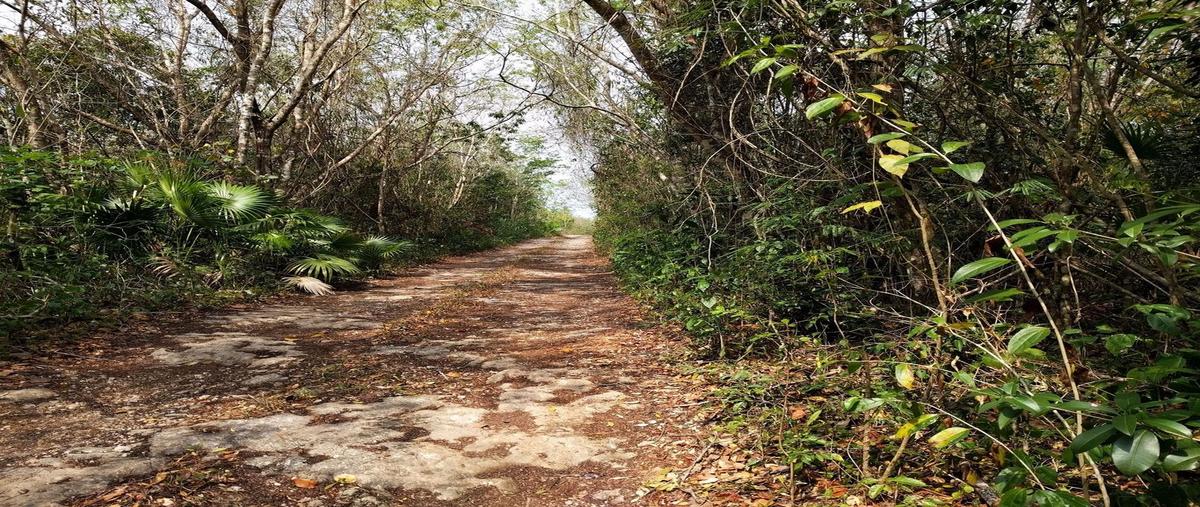 Foto de terreno habitacional en venta en 00 00 , leona vicario, benito juárez, quintana roo, 12114997 No. 01