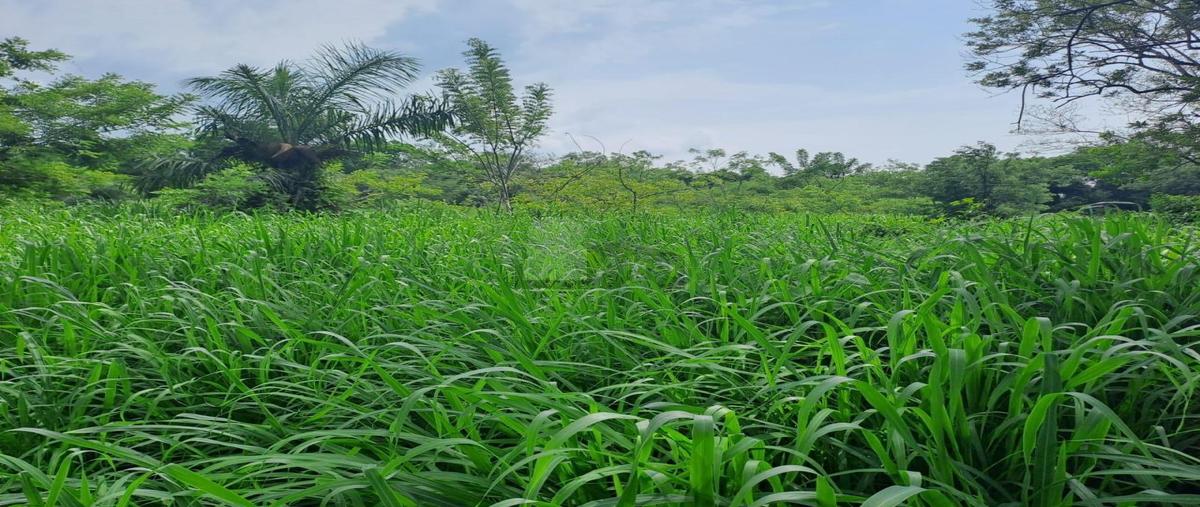 Foto de terreno comercial en 1 1, la laguna, medellín de bravo, veracruz de ignacio de la llave, 30128754 foto 03 Foto de terreno comercial en venta en 1 1, la laguna, medellín de bravo, veracruz de ignacio de la llave, 30128754 No. 03