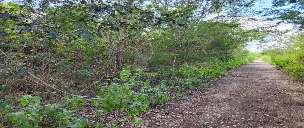 Foto de terreno habitacional en venta en 1 1, tahdzibichén, mérida, yucatán, 29048833 No. 03