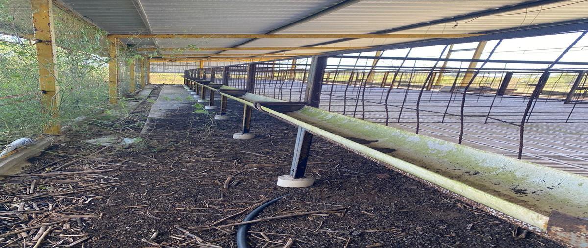 Foto de rancho en 1 , izamal, izamal, yucatán, 0 foto 02 Foto de rancho en venta en 1 , izamal, izamal, yucatán, 0 No. 02