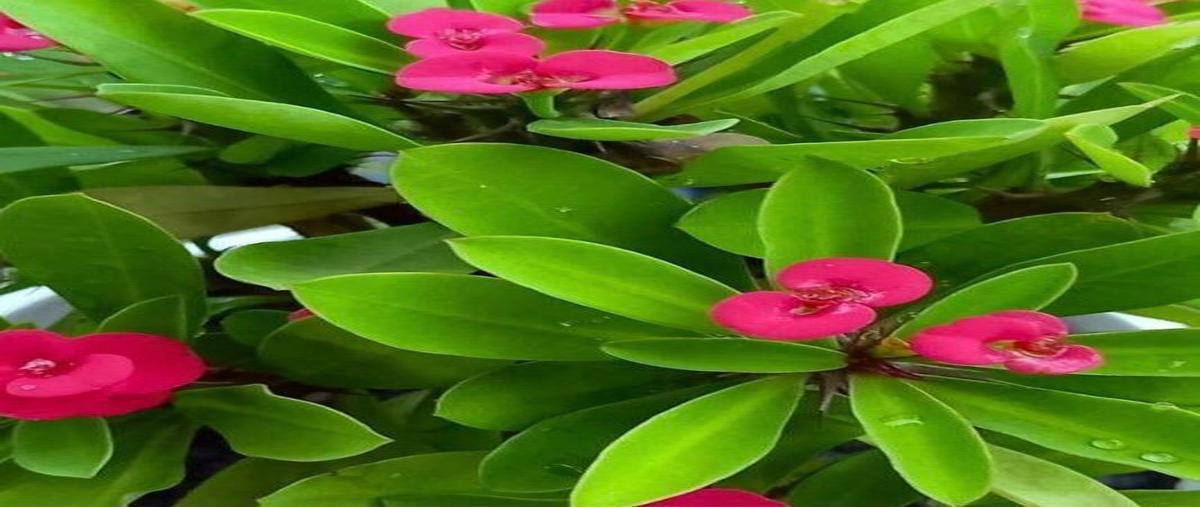 Foto de terreno habitacional en 1 , montes de ame, mérida, yucatán, 0 foto 01 Foto de terreno habitacional en venta en 1 , montes de ame, mérida, yucatán, 0 No. 01