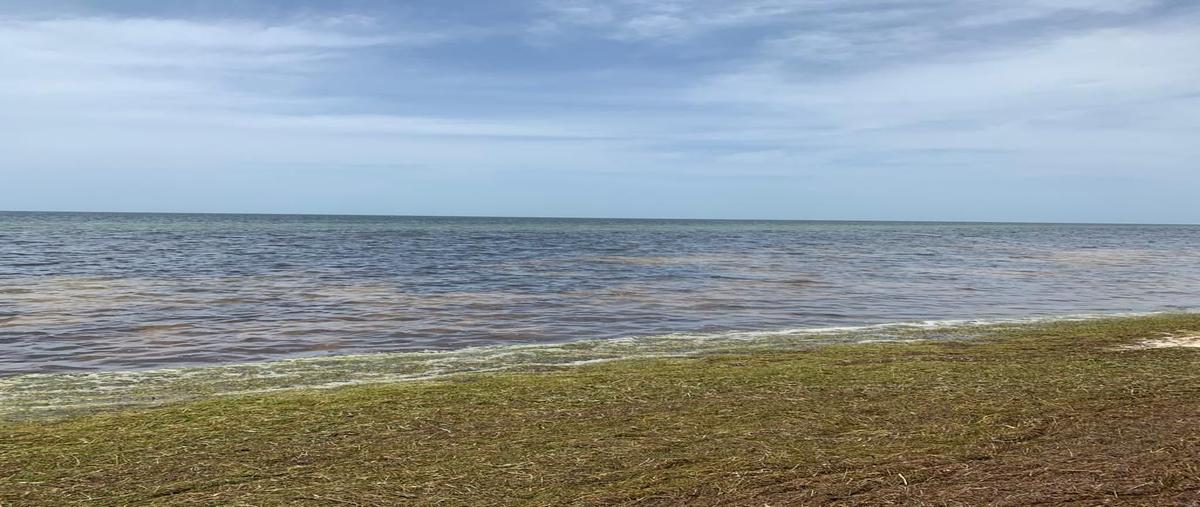 Foto de terreno habitacional en venta en 1 , santa clara, dzidzantún, yucatán, 0 No. 05