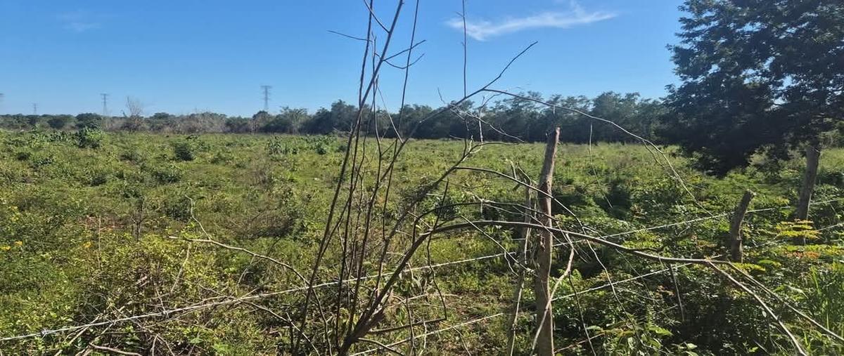Foto de terreno habitacional en 1 , santo domingo, tizimín, yucatán, 29799267 foto 03 Foto de terreno habitacional en venta en 1 , santo domingo, tizimín, yucatán, 29799267 No. 03