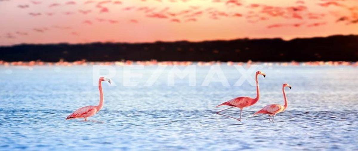Foto de terreno habitacional en venta en 1 , sisal, hunucmá, yucatán, 0 No. 04