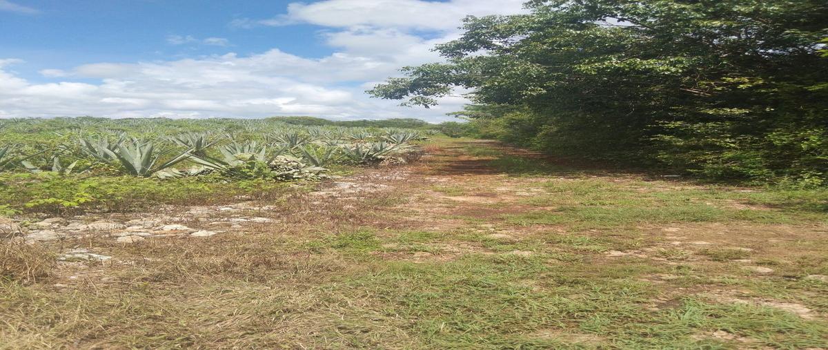 Foto de terreno habitacional en 1 , tekanto, tekantó, yucatán, 28678185 foto 02 Foto de terreno habitacional en venta en 1 , tekanto, tekantó, yucatán, 28678185 No. 02