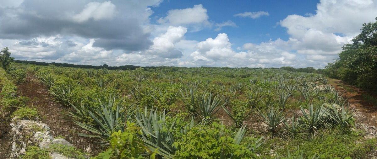 Foto de terreno habitacional en 1 , tekanto, tekantó, yucatán, 28678185 foto 03 Foto de terreno habitacional en venta en 1 , tekanto, tekantó, yucatán, 28678185 No. 03