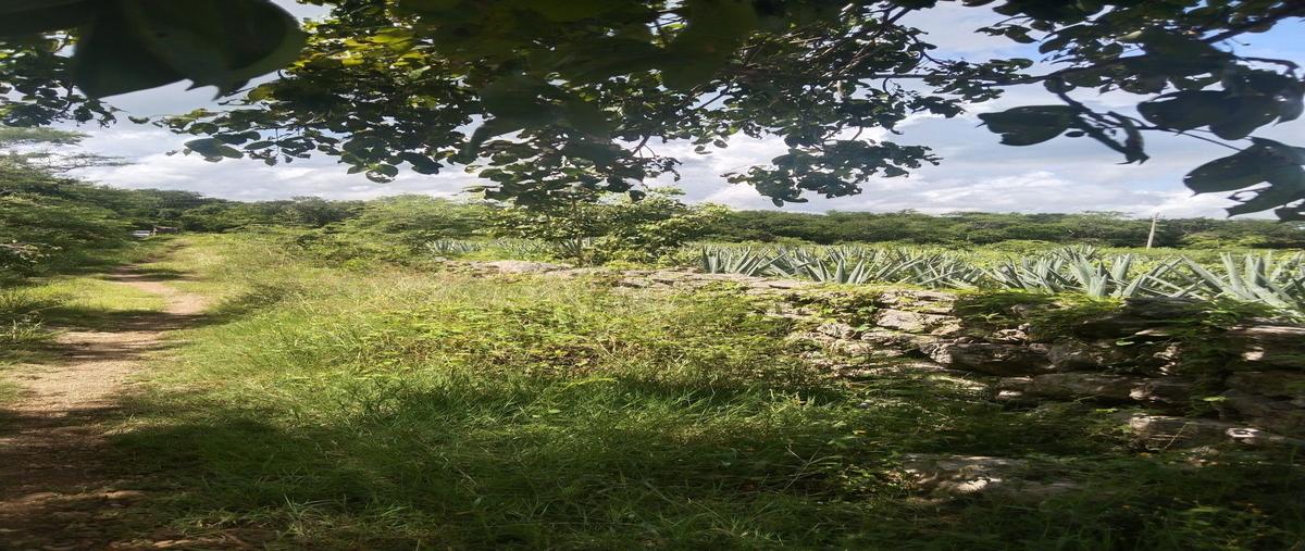 Foto de terreno habitacional en 1 , tekanto, tekantó, yucatán, 28678185 foto 05 Foto de terreno habitacional en venta en 1 , tekanto, tekantó, yucatán, 28678185 No. 05