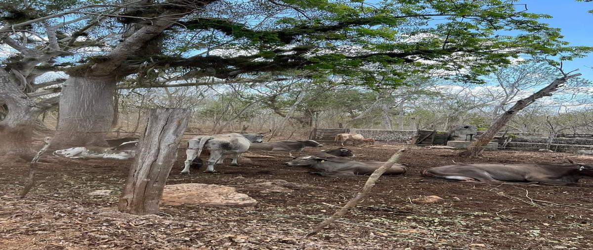 Foto de rancho en venta en 1 , temozon, temozón, yucatán, 0 No. 04