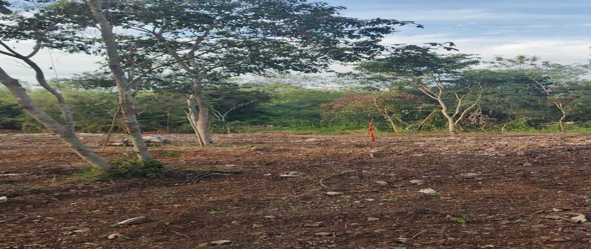 Foto de terreno habitacional en 1 , uci, motul, yucatán, 0 foto 01 Foto de terreno habitacional en venta en 1 , uci, motul, yucatán, 0 No. 01