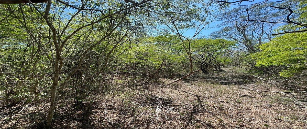 Foto de terreno habitacional en venta en 1 , yaxche de peón, ucú, yucatán, 0 No. 03