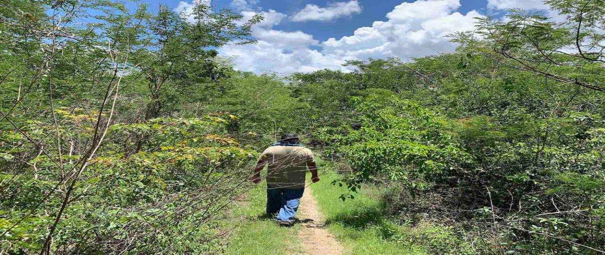 Foto de rancho en venta en 10 , teya, teya, yucatán, 25905637 No. 04