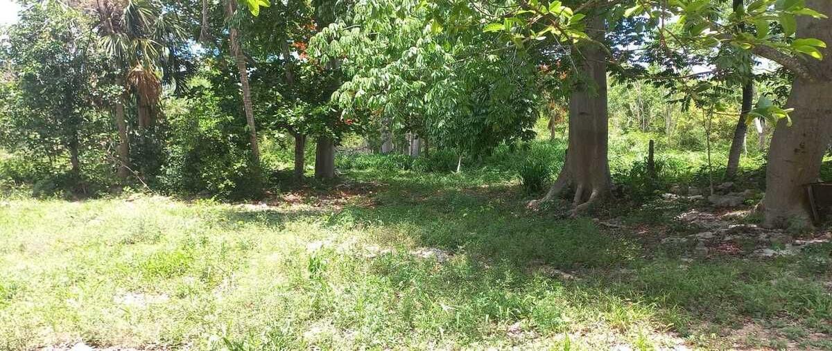 Foto de terreno habitacional en 12 , calotmul, calotmul, yucatán, 0 foto 02 Foto de terreno habitacional en venta en 12 , calotmul, calotmul, yucatán, 0 No. 02