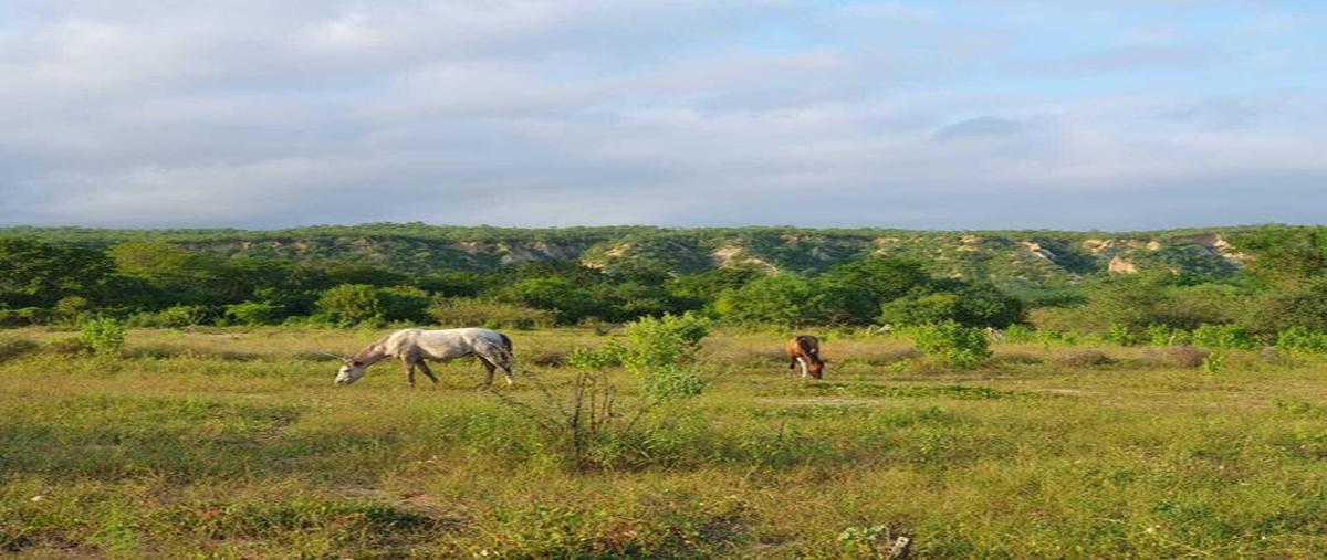 Foto de terreno habitacional en 13 acre orchard, agua caliente, east cape , san josé del cabo (los cabos), los cabos, baja california sur, 27972229 foto 03 Foto de terreno habitacional en venta en 13 acre orchard, agua caliente, east cape , san josé del cabo (los cabos), los cabos, baja california sur, 27972229 No. 03