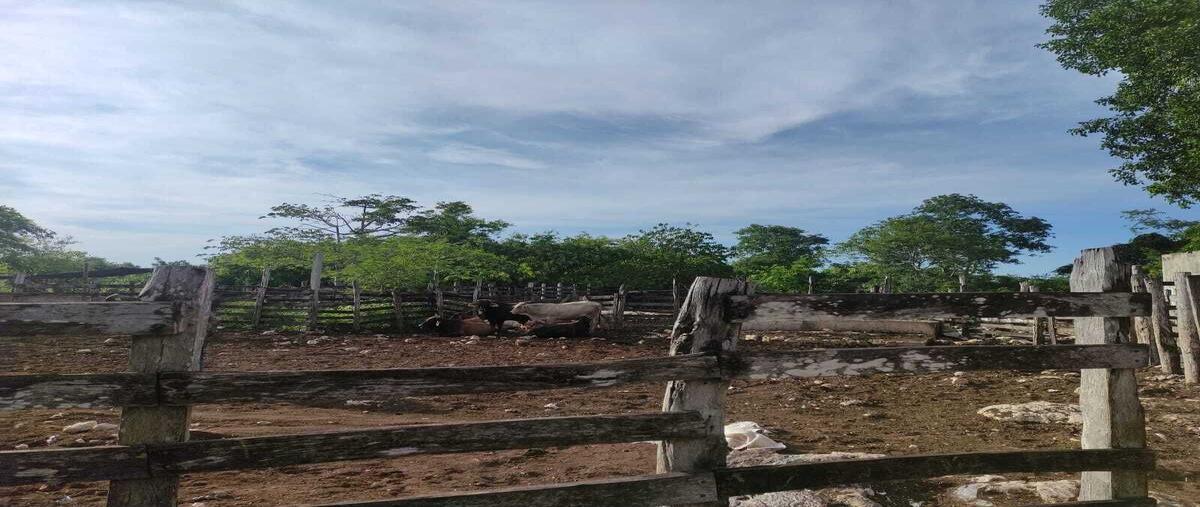 Foto de rancho en 13 , dzilam gonzalez, dzilam gonzález, yucatán, 0 foto 01 Foto de rancho en venta en 13 , dzilam gonzalez, dzilam gonzález, yucatán, 0 No. 01