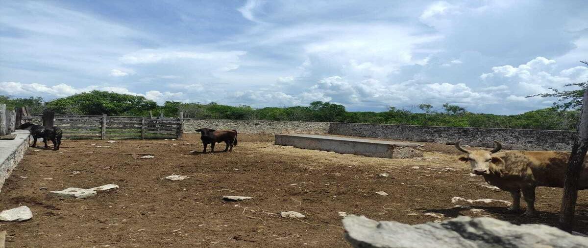 Foto de rancho en 13 , dzilam gonzalez, dzilam gonzález, yucatán, 0 foto 04 Foto de rancho en venta en 13 , dzilam gonzalez, dzilam gonzález, yucatán, 0 No. 04