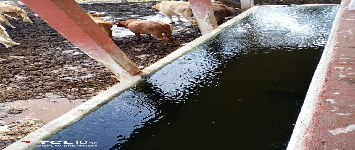 Foto de rancho en venta en 13 , sucila, sucilá, yucatán, 23770501 No. 04