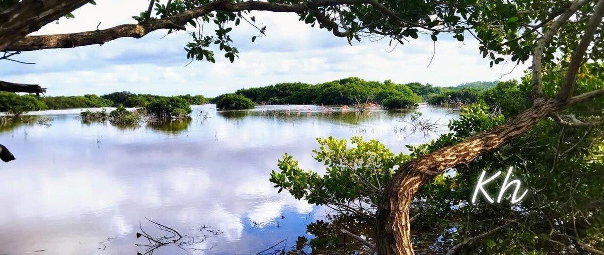 Foto de terreno habitacional en venta en  , 15 de mayo, mérida, yucatán, 28969002 No. 05