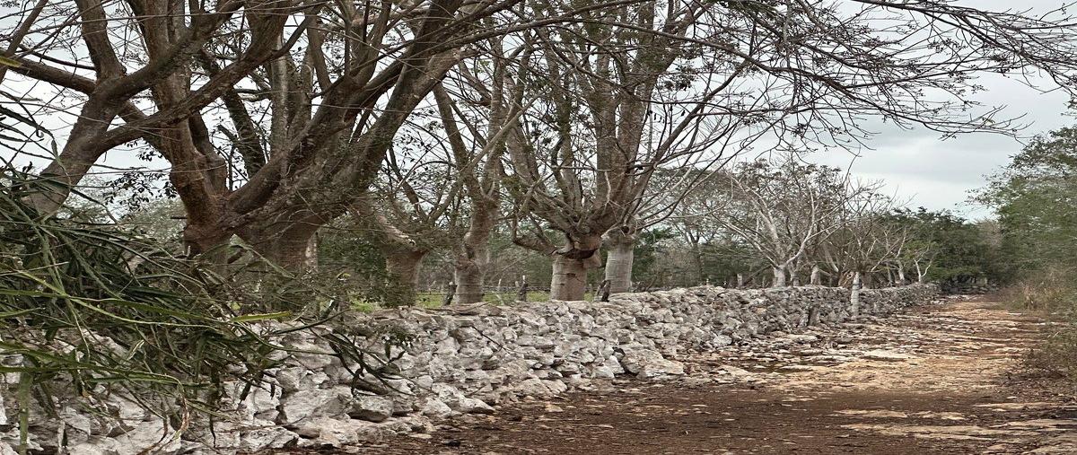 Foto de rancho en 18 , centro telchac pueblo, telchac pueblo, yucatán, 0 foto 02 Foto de rancho en venta en 18 , centro telchac pueblo, telchac pueblo, yucatán, 0 No. 02