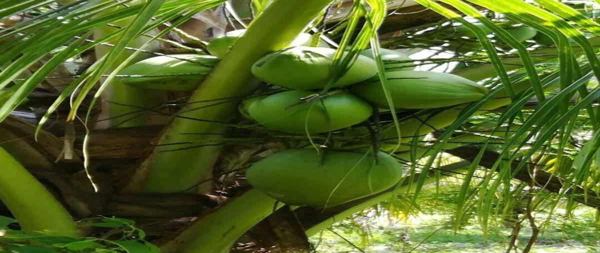 Foto de rancho en 18 , centro umán, umán, yucatán, 30120186 foto 05 Foto de rancho en venta en 18 , centro umán, umán, yucatán, 30120186 No. 05