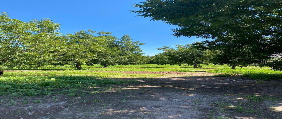 Foto de rancho en venta en  , 1ro de mayo, rosales, chihuahua, 0 No. 04