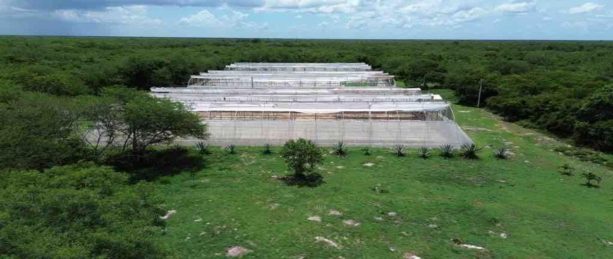 Foto de rancho en 2 , centro telchac pueblo, telchac pueblo, yucatán, 27423917 foto 05 Foto de rancho en venta en 2 , centro telchac pueblo, telchac pueblo, yucatán, 27423917 No. 05