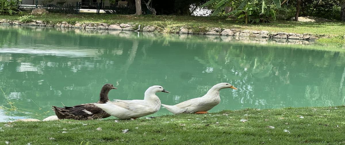 Foto de terreno habitacional en venta en 20 , arcos del sol, mérida, yucatán, 0 No. 05