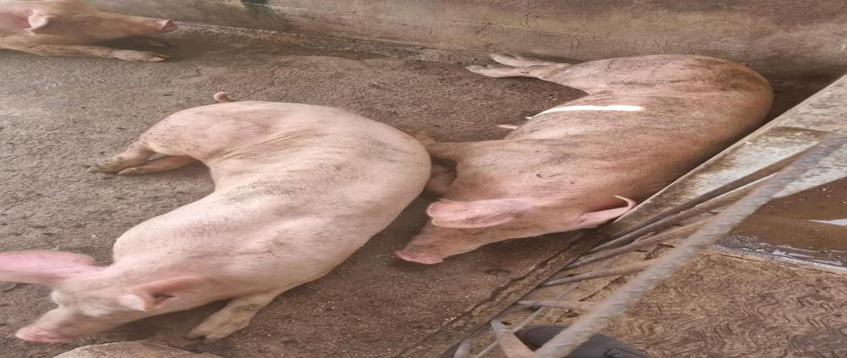 Foto de rancho en venta en 20 , hocaba, hocabá, yucatán, 27690973 No. 05