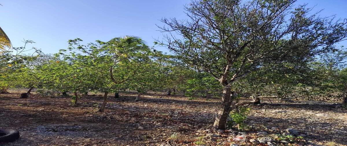 Foto de terreno habitacional en venta en 211 , dzununcán, mérida, yucatán, 29741723 No. 06