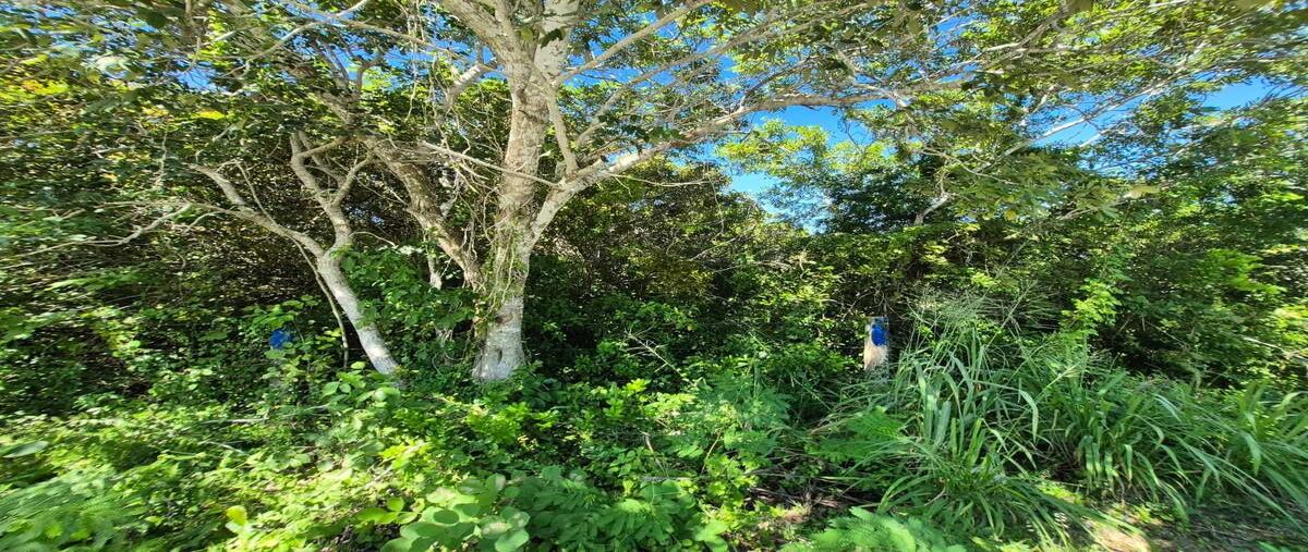 Foto de terreno habitacional en venta en 27 , dzilam de bravo, dzilam de bravo, yucatán, 30529480 No. 03