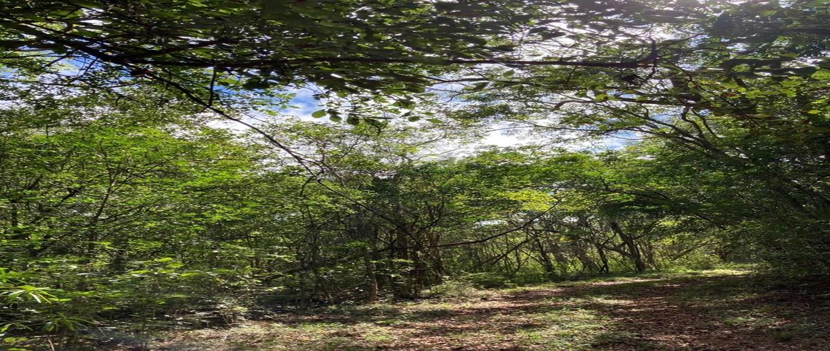 Foto de rancho en 3 , oxkutzcab, oxkutzcab, yucatán, 26759874 foto 03 Foto de rancho en venta en 3 , oxkutzcab, oxkutzcab, yucatán, 26759874 No. 03