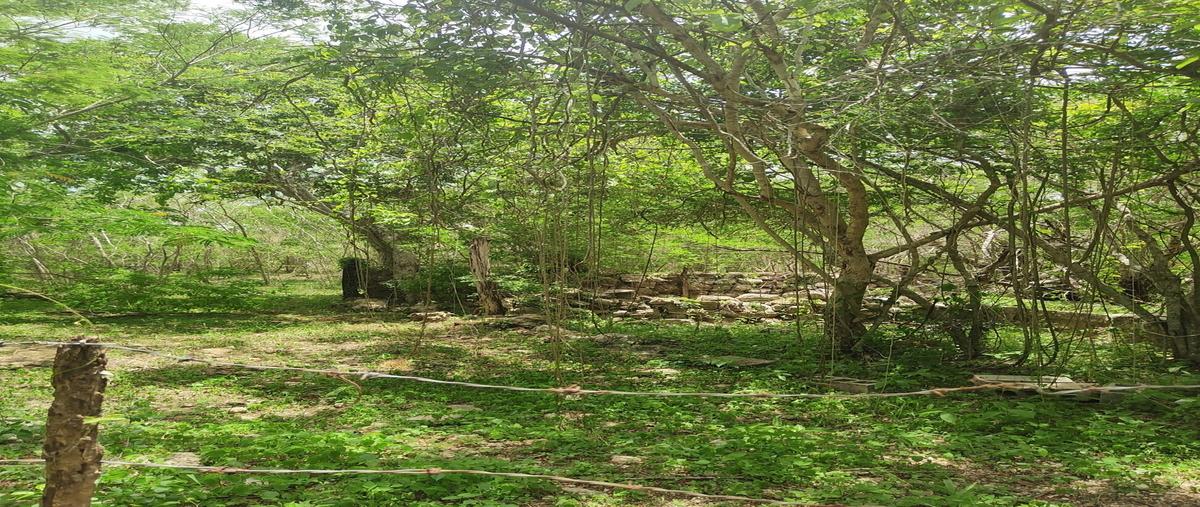 Foto de terreno habitacional en venta en 30 , izamal, izamal, yucatán, 0 No. 03