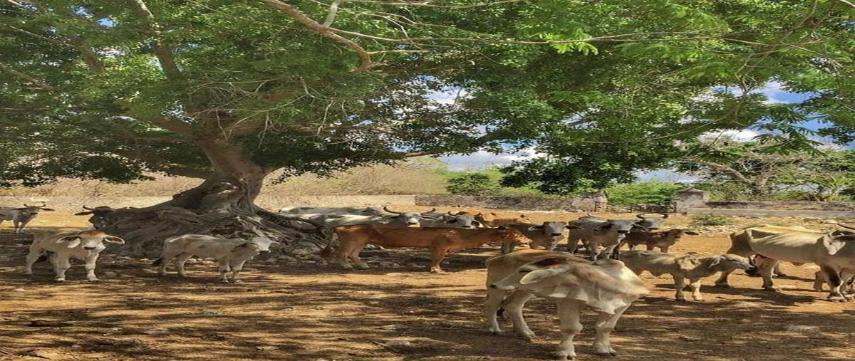 Foto de rancho en venta en 4 , hoctun, hoctún, yucatán, 0 No. 03