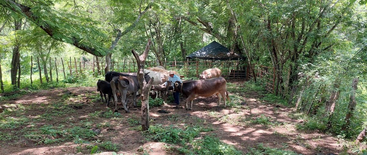 Foto de rancho en venta en 5 de mayo , tumbiscatio de ruiz, tumbiscatío, michoacán de ocampo, 0 No. 04