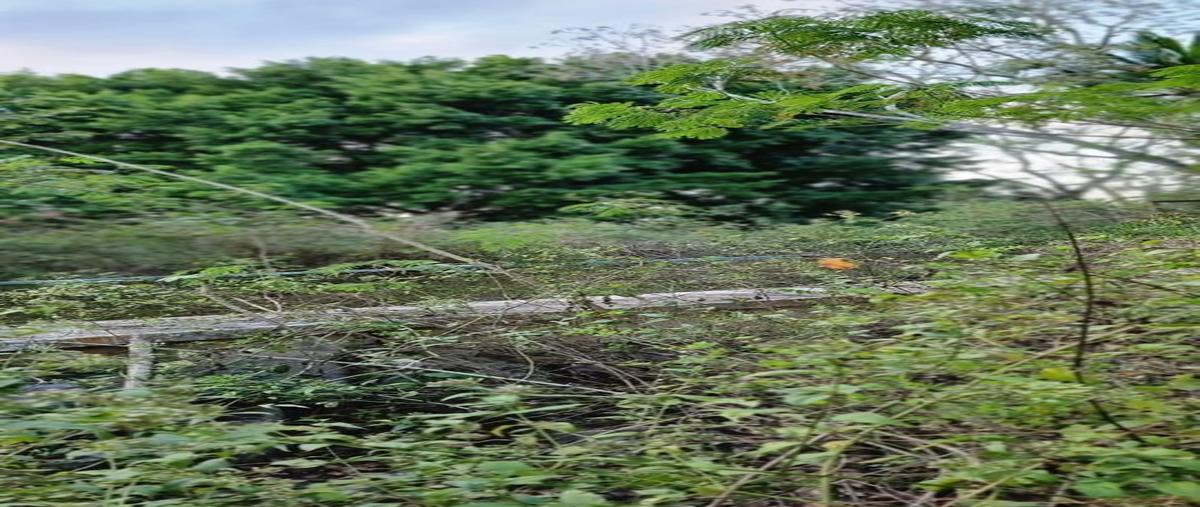 Foto de terreno habitacional en 50 , colonia yucatán, tizimín, yucatán, 26095474 foto 03 Foto de terreno habitacional en venta en 50 , colonia yucatán, tizimín, yucatán, 26095474 No. 03