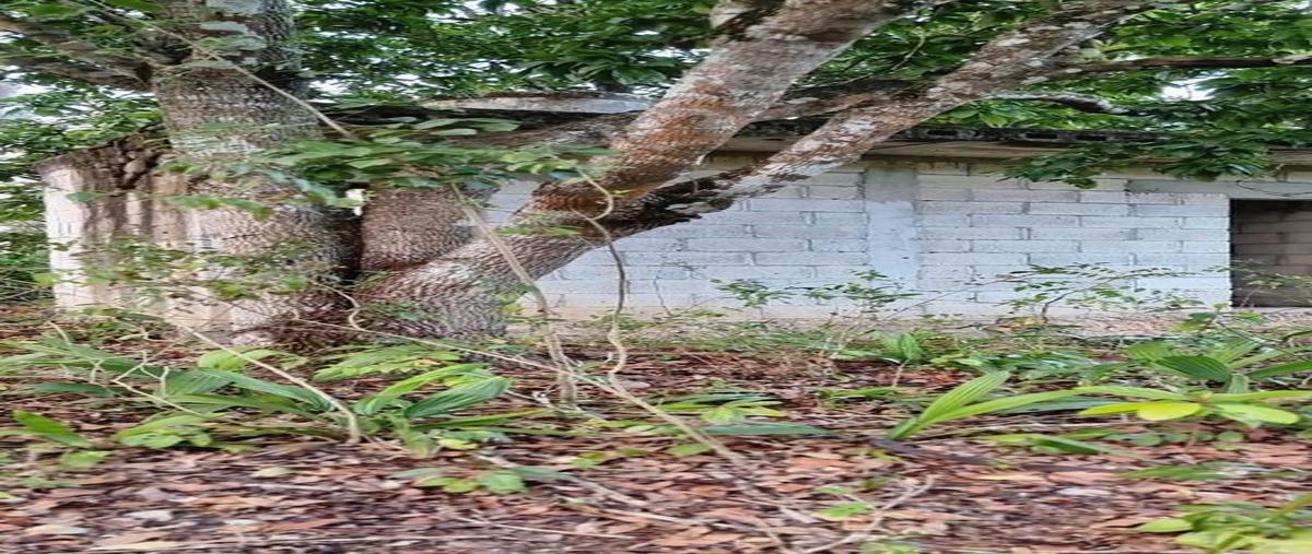 Foto de terreno habitacional en 50 , colonia yucatán, tizimín, yucatán, 26095474 foto 04 Foto de terreno habitacional en venta en 50 , colonia yucatán, tizimín, yucatán, 26095474 No. 04