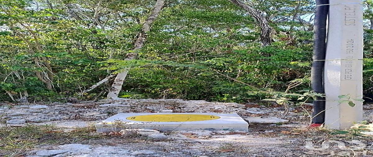 Foto de terreno habitacional en 57 sur región 8. tulum, quintana roo. , la veleta, tulum, quintana roo, 31443888 foto 03 Foto de terreno habitacional en venta en 57 sur región 8. tulum, quintana roo. , la veleta, tulum, quintana roo, 31443888 No. 03