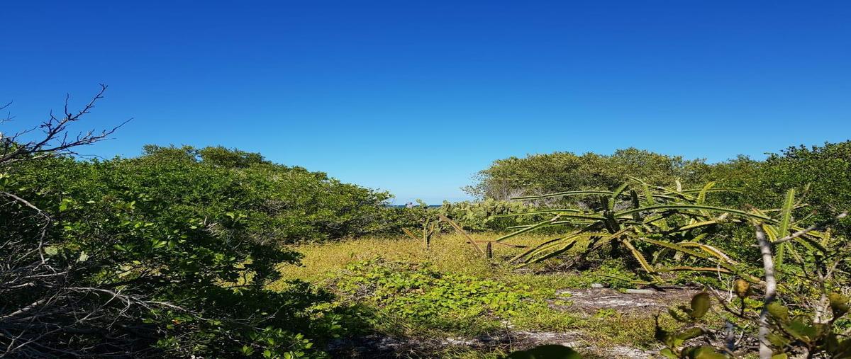 Foto de terreno habitacional en venta en 97606 , dzilam de bravo, dzilam de bravo, yucatán, 25054408 No. 04