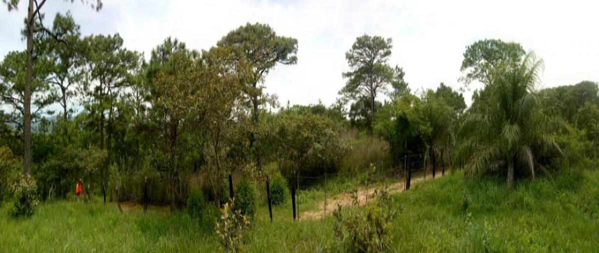 Foto de rancho en a 1 kilometro de rosendo salazar , urbana, cintalapa, chiapas, 31739419 foto 02 Foto de rancho en venta en a 1 kilometro de rosendo salazar , urbana, cintalapa, chiapas, 31739419 No. 02