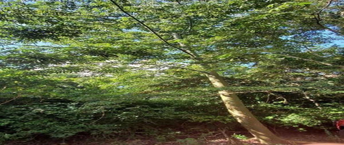 Foto de terreno habitacional en venta en  , aarón merino, bacalar, quintana roo, 0 No. 03