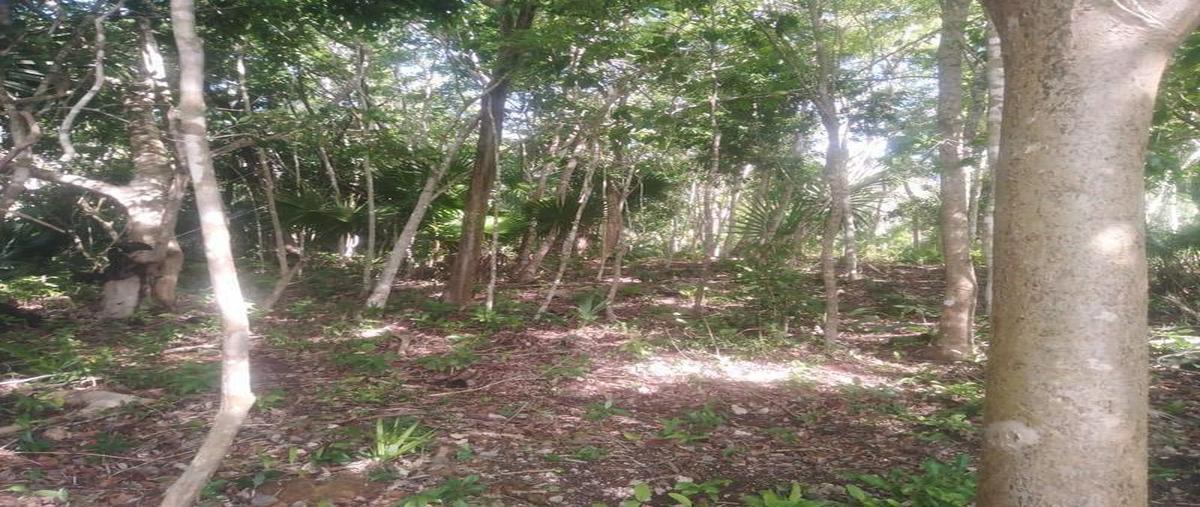 Foto de terreno habitacional en venta en  , aarón merino, bacalar, quintana roo, 0 No. 05
