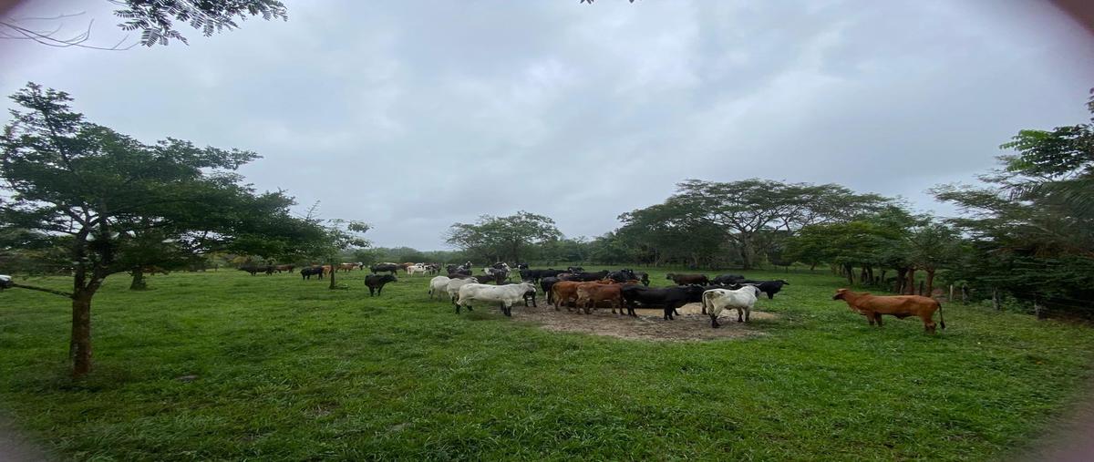 Foto de terreno habitacional en venta en  , abasolo del valle, playa vicente, veracruz de ignacio de la llave, 0 No. 03