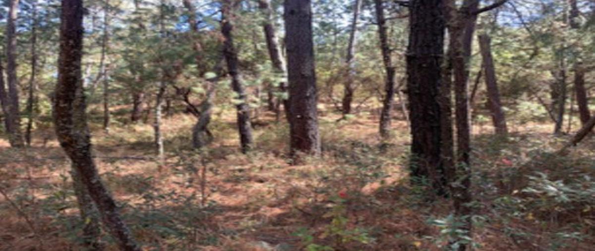 Foto de terreno habitacional en venta en abeto , atemajac de brizuela, atemajac de brizuela, jalisco, 29876344 No. 03