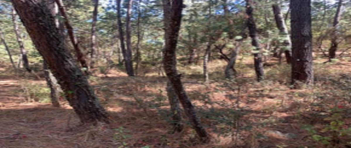 Foto de terreno habitacional en venta en abeto , atemajac de brizuela, atemajac de brizuela, jalisco, 29876344 No. 04