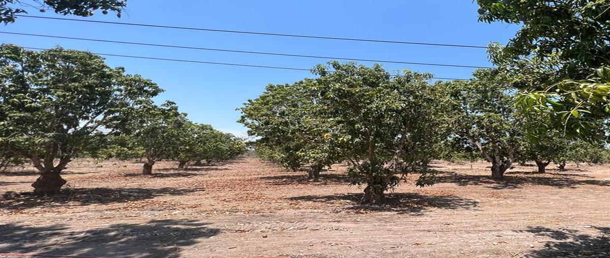 Foto de terreno habitacional en venta en  , acaponeta centro, acaponeta, nayarit, 25087765 No. 04