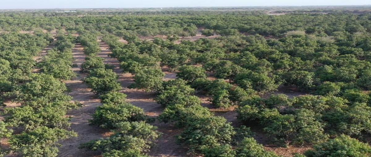 Foto de terreno habitacional en venta en  , acaponeta centro, acaponeta, nayarit, 25338969 No. 03