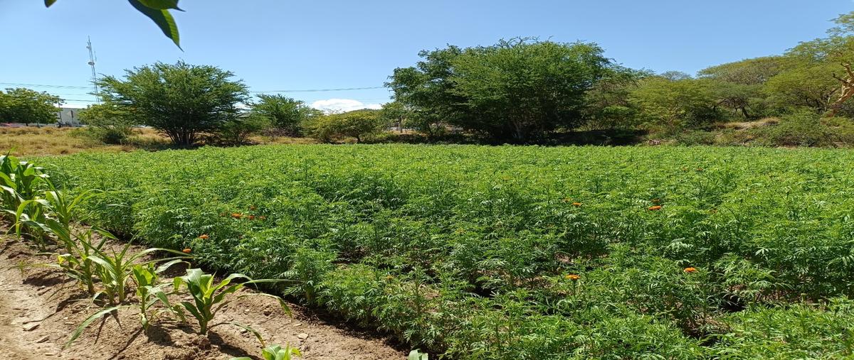 Foto de terreno habitacional en venta en  , acatlán de osorio centro, acatlán, puebla, 27834370 No. 04