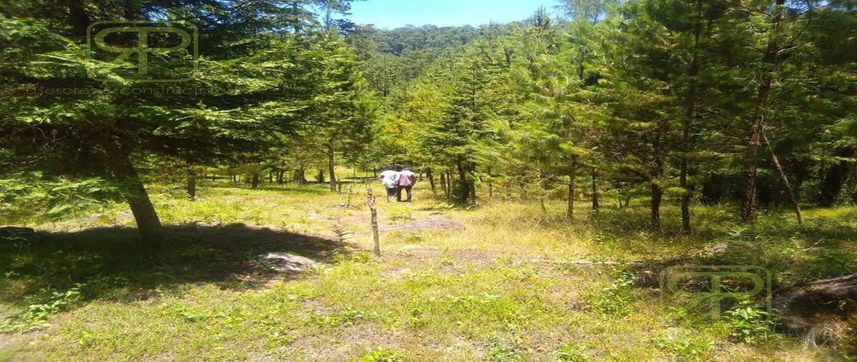 Foto de terreno comercial en venta en  , acaxochitlán centro, acaxochitlán, hidalgo, 29870963 No. 04